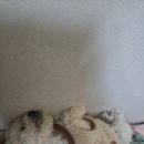 서울강아지분양 ■애교만점, 모량부자 비숑프리제 돌봄 분양후기■