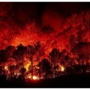 울진소나무 이미지