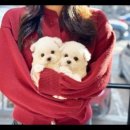 대명동 강아지 이미지