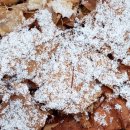 눈꽃이피다 이미지