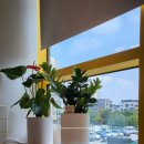 바삭분식 | [다산동 맛집] 미카분식 재방문 후기: 이번엔 바삭한 수제 돈가스