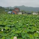 일직점곡로(일직면) 이미지