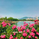 장미 공중화장실 이미지