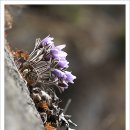 동강할미꽃마을 이미지