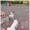 청 애견미용 이미지