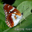 텔레파시
