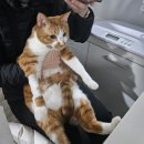 소망동물병원 | 주댕이(고양이) 스케일링 및 치주염 치료 (태일동물치과병원 후기)