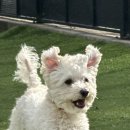 누리편의점 | [몽이네 펜션] 💛🐶 양평 애견 펜션 내돈내산 후기 :: 가격, 위치, 문화누리카드, 주변 놀거리 등