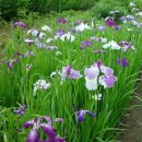 6월 4일의 꽃은 '꽃창포(Beautiful flower water iris)' 이미지