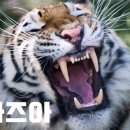 팀타이거짐 네이버블로그