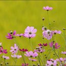 코스모스여화 이미지