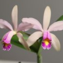 하진농원