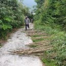 대나무랜드 이미지