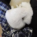 아지트댕댕 이미지