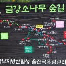 제253차 6월 18일 셋째일욜 울진 금강송 4구간 트레킹 산행 이미지