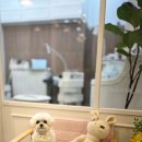 누리애견미용 이미지