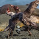 Strike a Pose: 12 Pics of Birds Being Birds(12장의 새가 취한 포즈) 이미지