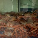영덕 대게 코스요리 맛집 [강구항 대게 직판장 이오]