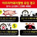 돼지 - 금정구 두실로 22 | 돼지