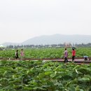 무안백련지 연꽃 &amp; 장흥 소고기삼합여행 이미지