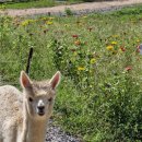 노림목장 이미지