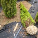 중부자원화(주) | 에메랄드그린 2미터 20주 판매 후기