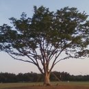 희망의 나무 休 이미지