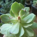 그린로즈 이미지