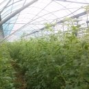 박상구 농장 이미지