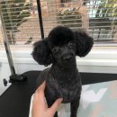 온양애견미용 이미지