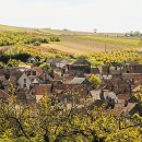 황금의 언덕 부르고뉴 와인 이미지