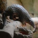 Pangolin identified as potential link for coronavirus spread 이미지