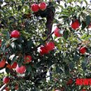 사과나무 이미지