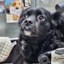 햇빛 동물병원 이미지