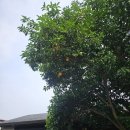 신지농원 | 제주 공항 근처 커피 맛집 바리스타 챔피언 카페-커피템플