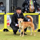 달구벌진도 이미지