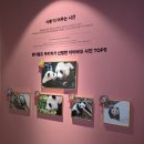 자필닷컴바오하우스 | [용인] 에버랜드 눈치게임 성공! 루이후이 쌍둥이 관람과 첫 사파리 방문까지