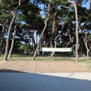 소나무캠핑 이미지