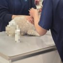 숲 동물병원 펫스테이션점 이미지