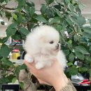 또바기 켄넬 이미지