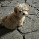 청라종합동물병원 이미지