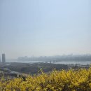지난주 토요일 응봉산 개나리축제! 일요일 오패산 진달래축제! 이미지