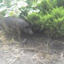 초야농장 이미지