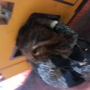 봉달이곱창 이미지