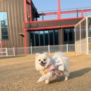 찐공간 | 일산 애견동반카페 커피앤그라운드｜잔디 운동장까지 있는 찐 힐링 공간 후기