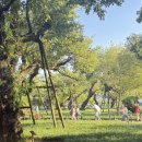 버드나무 이미지