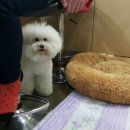 멍멍이까까 이미지