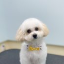 왈로하그루밍 이미지