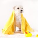 하얀강아지 이미지