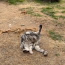 그루밍제주 | 제주도 고양이 카페 이색데이트 제주캣월드